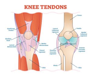 Knee Tendons medical vector illustration